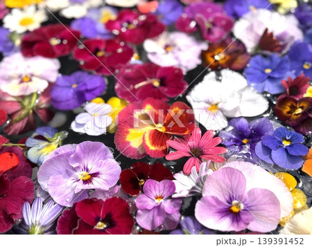 パンジーとビオラの花ちょうず 139391452