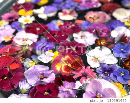 パンジーとビオラの花ちょうず パンジーとビオラの花ちょうず 139391453