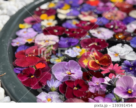 パンジーとビオラの花ちょうず パンジーとビオラの花ちょうず 139391454