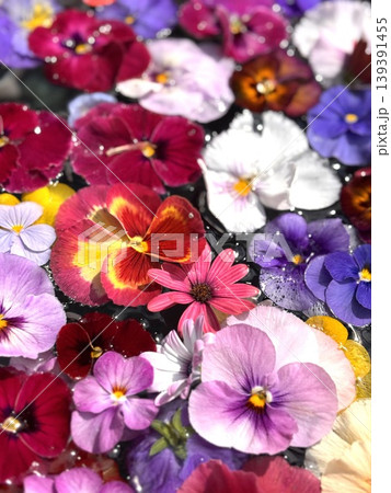 パンジーとビオラの花ちょうず 139391455