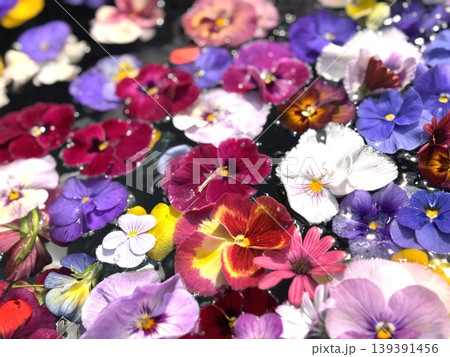 パンジーとビオラの花ちょうず 139391456