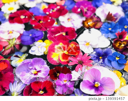 パンジーとビオラの花ちょうず パンジーとビオラの花ちょうず 139391457