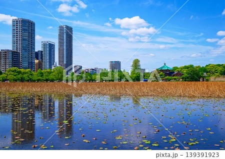 若葉と新緑の蓮池と青空が広がる周囲の景観 139391923