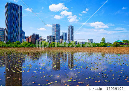 若葉と新緑の蓮池と青空が広がる周囲の景観 139391924