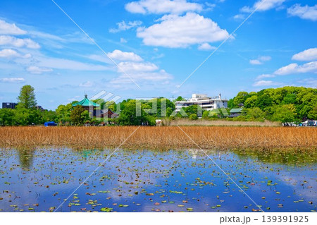 若葉と新緑の蓮池と青空が広がる周囲の景観 139391925