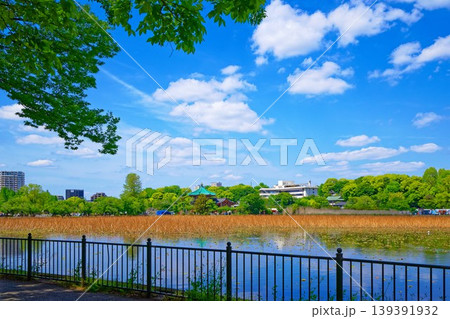 若葉と新緑の蓮池と青空が広がる周囲の景観 139391932