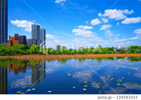 若葉と新緑の蓮池と青空が広がる周囲の景観 若葉と新緑の蓮池と青空が広がる周囲の景観 139391933