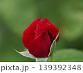 山口県のバラ園で8月に撮影された、マクロレンズによる真紅の薔薇の蕾と輝く水滴のクローズアップ 山口県のバラ園で8月に撮影された、マクロレンズによる真紅の薔薇の蕾と輝く水滴のクローズアップ 139392348