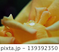 バラ園で8月にマクロレンズ撮影された、黄色い薔薇の花びらに乗る透明な一粒の水滴のクローズアップ バラ園で8月にマクロレンズ撮影された、黄色い薔薇の花びらに乗る透明な一粒の水滴のクローズアップ 139392350