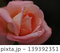 マクロレンズ撮影された、淡いピンク色の薔薇の花びらに宿る透明感あふれる雫のクローズアップ マクロレンズ撮影された、淡いピンク色の薔薇の花びらに宿る透明感あふれる雫のクローズアップ 139392351