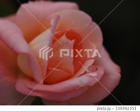 マクロレンズ撮影された、淡いピンク色の薔薇の花びらに宿る透明感あふれる雫のクローズアップ マクロレンズ撮影された、淡いピンク色の薔薇の花びらに宿る透明感あふれる雫のクローズアップ 139392351