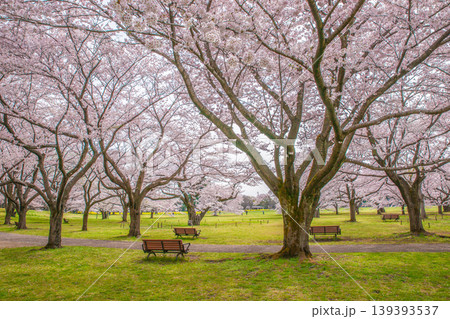 昭和記念公園・桜の園の風景 昭和記念公園・桜の園の風景 139393537