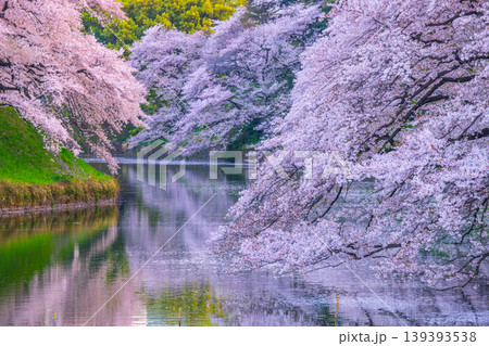 千鳥ヶ淵の満開の桜 千鳥ヶ淵の満開の桜 139393538