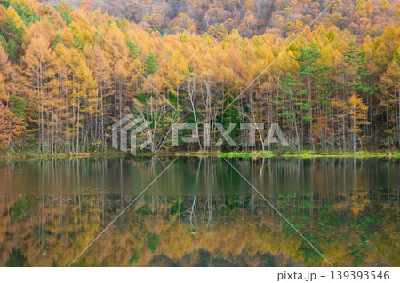 秋の御射鹿池の紅葉風景 139393546