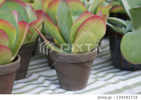 Closeup paddle plant succulents with red margins in nursery pots at market 139393718