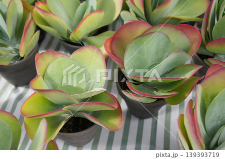 Closeup paddle plant succulents with red margins in nursery pots at market 139393719