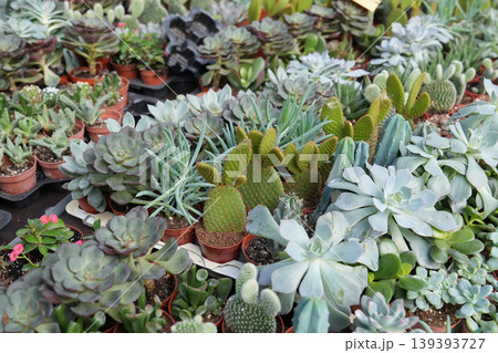 Assorted succulents and cacti in pots at nursery market display Assorted succulents and cacti in pots at nursery market display 139393727