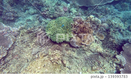 Overhead view of a vibrant coral reef populated by tabling acropora and turbinaria teeming with diverse marine life on the ocean floor in Dauin, Philippines 139393783