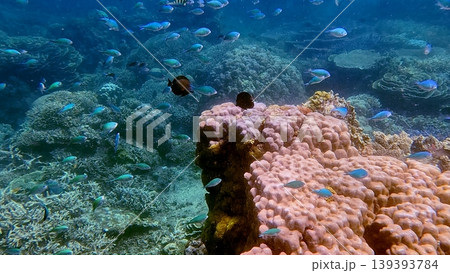 A vibrant underwater ecosystem with blue-green chromis and tang swimming around colorful corals in Dauin, Philippines 139393784