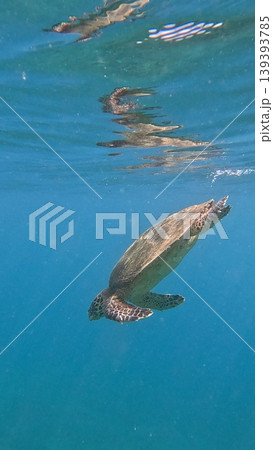 Candid wildlife sighting of a critically endangered hawksbill sea turtle diving underwater with its reflection seen in the water surface. Dauin, Philippines Candid wildlife sighting of a critically endangered hawksbill sea turtle diving underwater with its reflection seen in the water surface. Dauin, Philippines 139393785