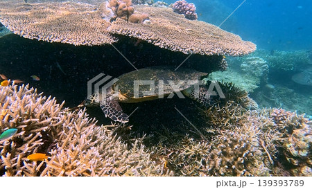 Rare wildlife sighting of a critically endangered hawksbill sea turtle foraging under a tabling acropora in Dauin, Philippines Rare wildlife sighting of a critically endangered hawksbill sea turtle foraging under a tabling acropora in Dauin, Philippines 139393789