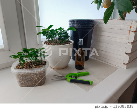 Young Plant Seedlings in Pots on Windowsill Young Plant Seedlings in Pots on Windowsill 139393839