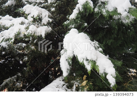 Thuja, Thuya or Life Tree, genus of coniferous gymnosperms in cypress family Cupressaceae. Horticulture as ornamental foliage plant. Snow-covered pine trees under heavy canopy. Winter storm in Serbia. 139394073