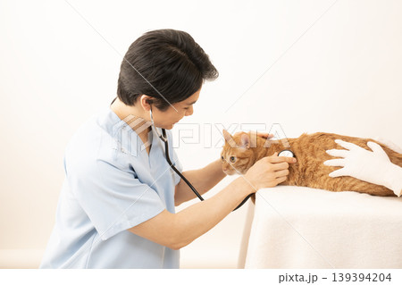 チャトラ猫の診察をする獣医師 139394204