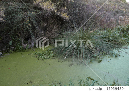 A small pond full of aquatic vegetation A small pond full of aquatic vegetation 139394894