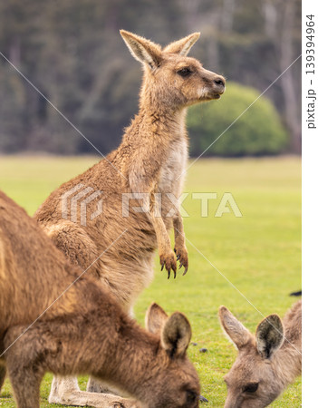 Close up of wild Kangaroos in Tasmania, Australia Close up of wild Kangaroos in Tasmania, Australia 139394964