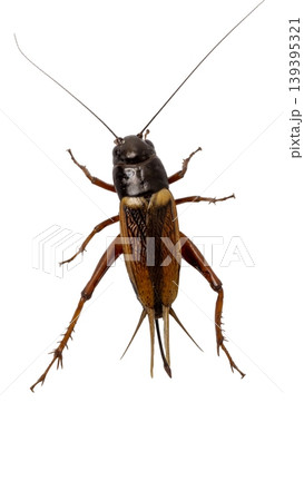 Close up of an adult cricket insect isolated for nature and biology studies. 139395321