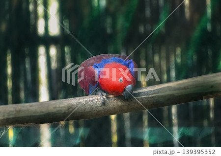 Variety of vividly vibrant colorful parrot Macaw sitting in dark background colored bright green blue red orange Variety of vividly vibrant colorful parrot Macaw sitting in dark background colored bright green blue red orange 139395352