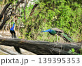 Peacock fowl wandering in search of food in the afternoon in the wild grassland and jungle. 139395353