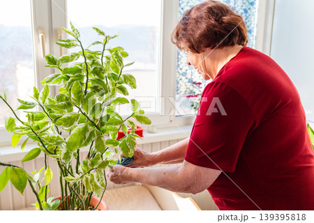 Senior female pruning indoor greenery at home. She maintains healthy leaves and soil. Concept of hobby and happy retirement. Mid shot Senior female pruning indoor greenery at home. She maintains healthy leaves and soil. Concept of hobby and happy retirement. Mid shot 139395818