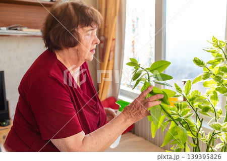 Senior woman caring for indoor flowers in a cozy room. Pleasant hobby and wellbeing. Concept of gardening happiness. Mid shot Senior woman caring for indoor flowers in a cozy room. Pleasant hobby and wellbeing. Concept of gardening happiness. Mid shot 139395826
