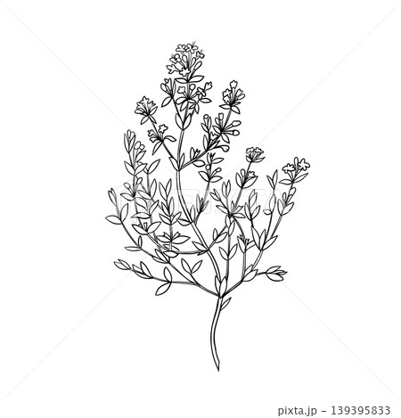 Thyme plant graphic illustration. Hand drawn ink sketch of aromatic culinary herb with small leaves and delicate flowers. Ideal for natural, organic, culinary, and botanical themed designs. Thyme plant graphic illustration. Hand drawn ink sketch of aromatic culinary herb with small leaves and delicate flowers. Ideal for natural, organic, culinary, and botanical themed designs. 139395833