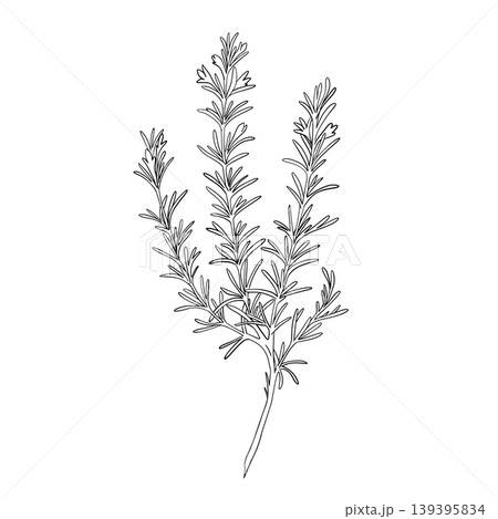 Rosemary branch with leaves graphic illustration. Hand drawn ink sketch of aromatic culinary herb. Suitable for culinary, herbal, organic, and natural branding concepts. Rosemary branch with leaves graphic illustration. Hand drawn ink sketch of aromatic culinary herb. Suitable for culinary, herbal, organic, and natural branding concepts. 139395834