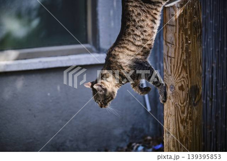 Yawning Tabby Cat Sitting on Metal Steps in Urban Environment Yawning Tabby Cat Sitting on Metal Steps in Urban Environment 139395853