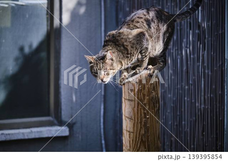 Yawning Tabby Cat Sitting on Metal Steps in Urban Environment Yawning Tabby Cat Sitting on Metal Steps in Urban Environment 139395854