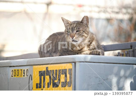 Yawning Tabby Cat Sitting on Metal Steps in Urban Environment Yawning Tabby Cat Sitting on Metal Steps in Urban Environment 139395877