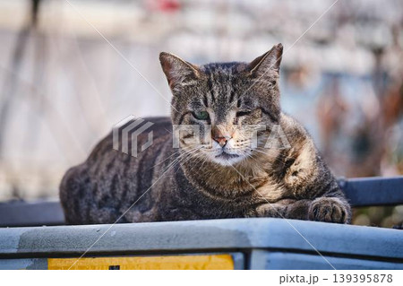 Yawning Tabby Cat Sitting on Metal Steps in Urban Environment Yawning Tabby Cat Sitting on Metal Steps in Urban Environment 139395878