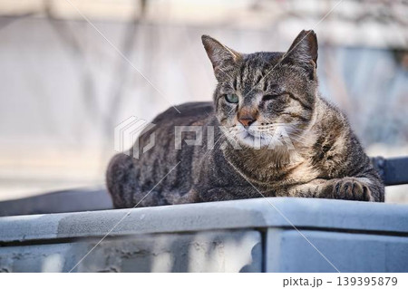 Yawning Tabby Cat Sitting on Metal Steps in Urban Environment 139395879
