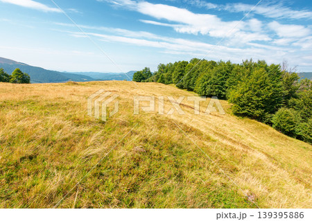 carpathian mountain field in afternoon light. view of countryside summertime landscape with valley behind the forest on the hill. clouds on a bright blue sky. travel background for hiking season carpathian mountain field in afternoon light. view of countryside summertime landscape with valley behind the forest on the hill. clouds on a bright blue sky. travel background for hiking season 139395886