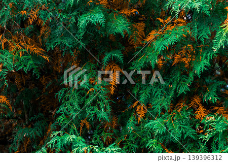 Close up view of dense cedar foliage showcasing a striking contrast between vibrant green needles and warm brown, dried leaves 139396312