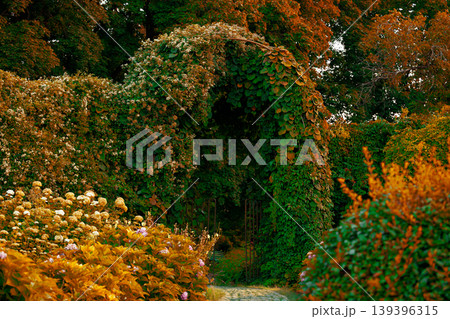 Enchanting garden archway draped in lush greenery and autumn foliage Enchanting garden archway draped in lush greenery and autumn foliage 139396315