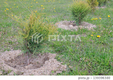 Emerald thuja seedlings, recently planted in fertile soil on a green grass field, are small. Concept for spring gardening 139396380