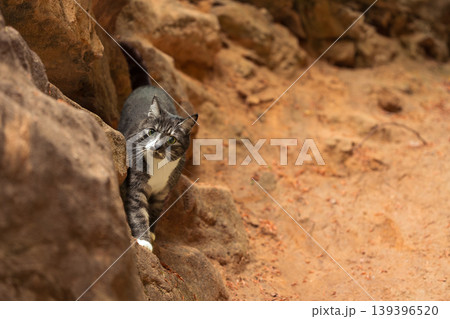 A curious tabby cat with green eyes peeks out from behind rocks in a desert landscape 139396520