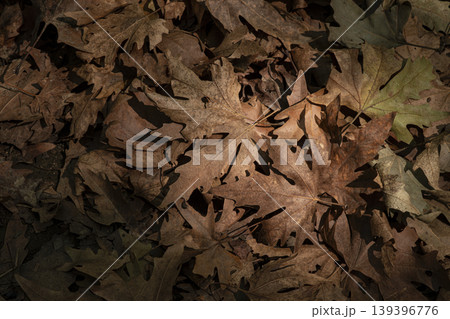 Dry Leaves Covering Ground Texture Background. Dry Leaves Covering Ground Texture Background. 139396776