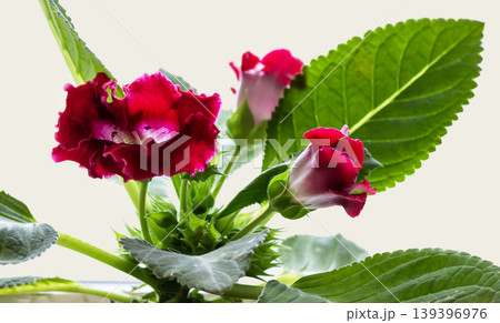 Beautiful Blossoming Red Gloxinia Flower, Gloxinia is a genus containing three species  139396976