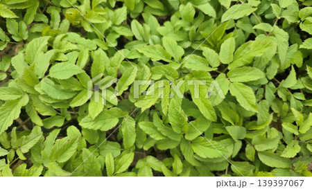 Lush green grass texture background, fresh spring nature foliage Lush green grass texture background, fresh spring nature foliage 139397067